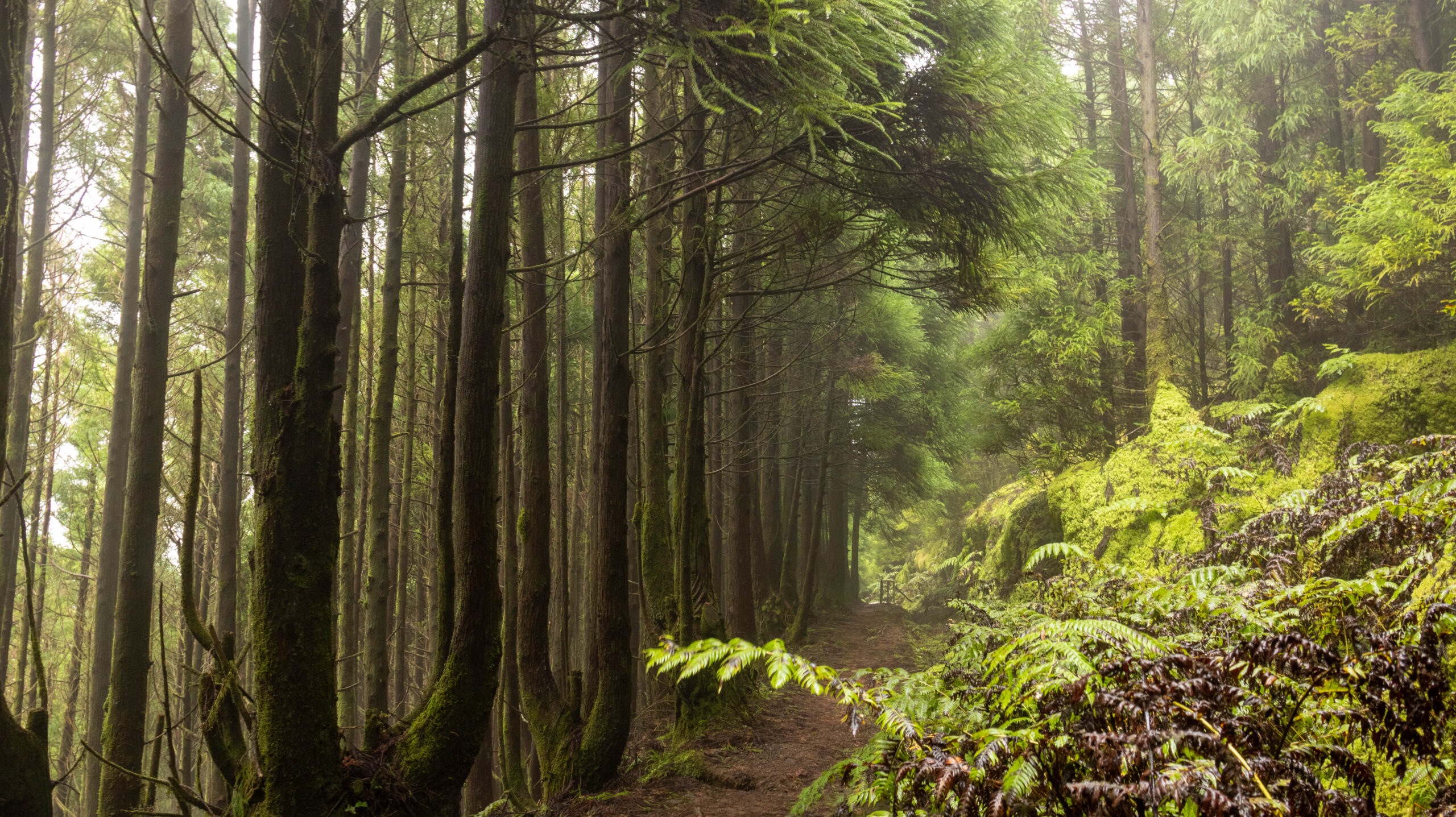 Explorando a Serra Devassa em São Miguel.
